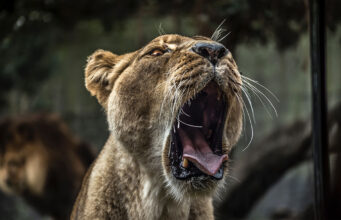 Exploring Nairobi: Must-See Attractions and Cultural Experiences