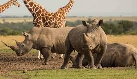 A COMPREHENSIVE GUIDE TO THE MAASAI MARA